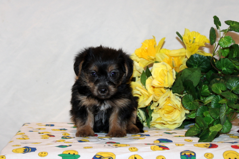 puppy, for, sale, Shorkie-Poo, Matthew B. Stoltzfus, dog, breeder, Gap, PA, dog-breeder, puppy-for-sale, forsale, nearby, find, puppyfind, locator, puppylocator, aca